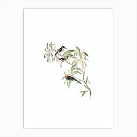 Vintage Fulvous Fronted Honeyeater Bird Illustration on Pure White Art Print
