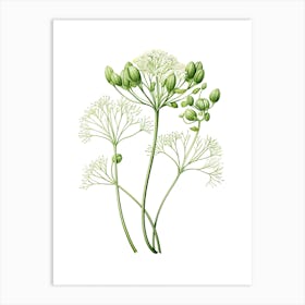 Fennel Vintage Botanical Herbs 3 Art Print