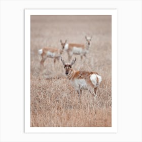 Shedding Pronghorn Art Print