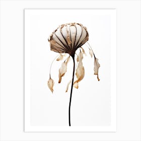 Dry Sea Shell Flower Art Print