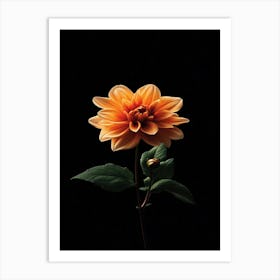 Dahlia 27 Art Print