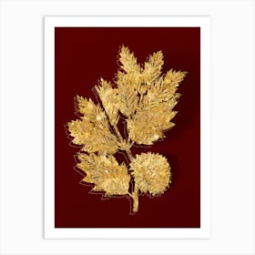 Vintage Valonia Oak Botanical in Gold on Red n.0510 Art Print