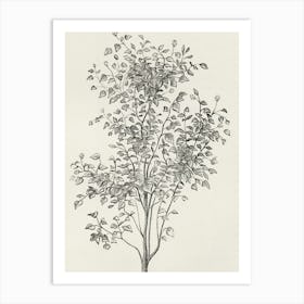 Sycamore Tree Art Print