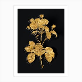 Vintage Vintage Pink Rosebush Botanical in Gold on Black n.0074 Art Print