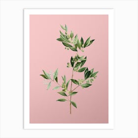 Vintage Fontanesia Phillyreoides Botanical on Soft Pink Art Print