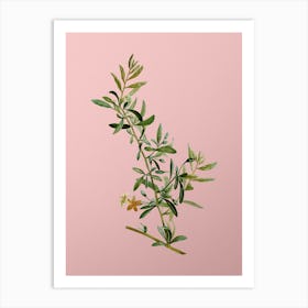 Vintage Goji Berry Branch Botanical on Soft Pink n.0466 Art Print