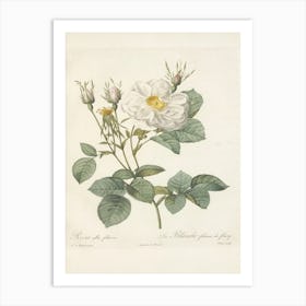 Rose Illustration, Pierre Joseph Redoute (27) Art Print