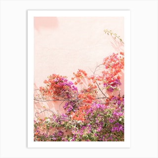 Bougainvillea Art Print