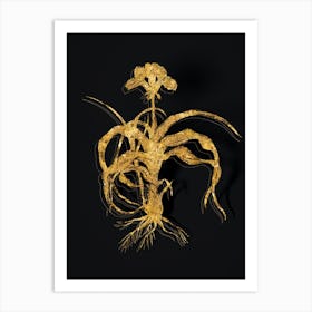 Vintage Iris Scorpiodes Botanical in Gold on Black Art Print