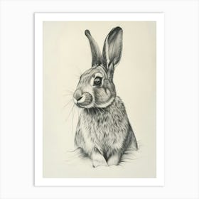 Dutch Rabbit Drawing 4 Art Print