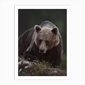 Woodland Grizzly Bear Art Print