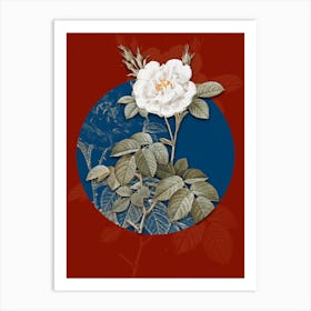 Vintage Botanical White Rose on Circle Blue on Red n.0227 Art Print
