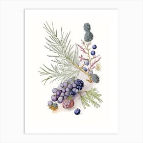 Juniper Berries Spices And Herbs Pencil Illustration 3 Art Print