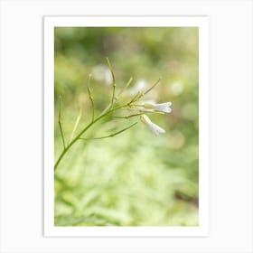 White Wildflowers Art Print