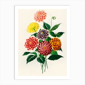 Dahlias 11 Art Print