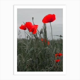 Red Poppies photo art photorgaphy grey gray floral flower nature color calm muted vertical kitchen living room Art Print