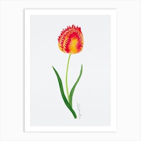 Tulip2 Art Print