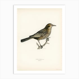 Blackbird, The Von Wright Brothers Art Print