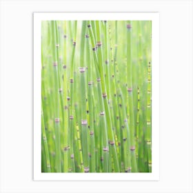 Botanical spring green bamboo - summer nature and Japan travel photography by Christa Stroo Photography Art Print