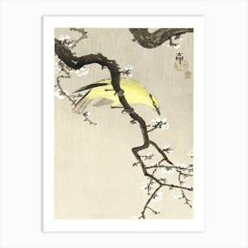 Chinese Oriole On Plum Blossom Branch (1900 1910), Ohara Koson Art Print
