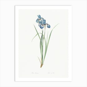 Iris Pratensis, Pierre Joseph Redoute Art Print