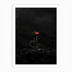 Single Flower In The Dark 107 Art Print