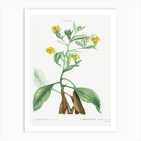 Musschia Aurea, Pierre Joseph Redoute Art Print