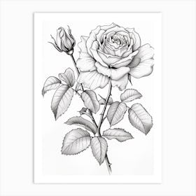 Roses Sketch 20 Art Print