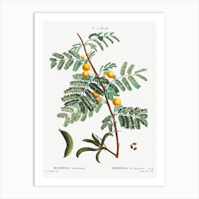 Sweet Acacia, Pierre Joseph Redoute Art Print