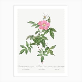 Boursault Rose, Pierre Joseph Redoute 2 Art Print
