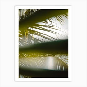 Palm trees and sunshine Art Print