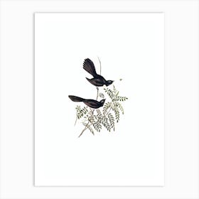 Vintage Black Fantailed Flycatcher Bird Illustration on Pure White Art Print