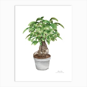 Watercolor Bonsai Tree.A fine artistic print that decorates the place. 1 Art Print