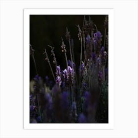 The Sunlight Picking Out Purple Flowers Art Print