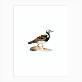 Vintage Ruddy Turnstone Bird Illustration on Pure White n.0171 Art Print