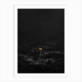 Single Flower In The Dark 37 Art Print