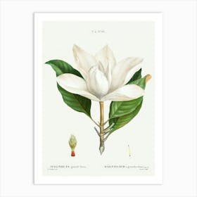 Southern Magnolia, Pierre Joseph Redoute Art Print