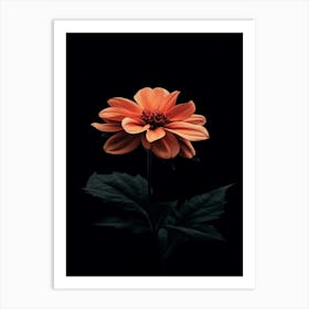 Dahlia 4 Art Print