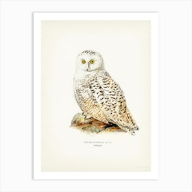 Snowy Owl (Nyctea Scandiaca), The Von Wright Brothers Art Print