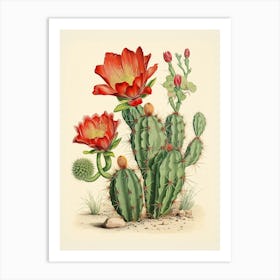 Vintage Cactus Illustration Melocactus Art Print