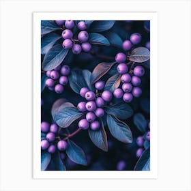 Lila Blaubeeren Fotografie, botanische violett Obst Design Art Print