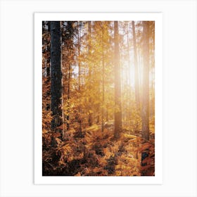 Sunny Autumn Woods Art Print