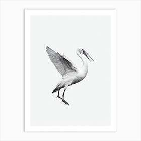 Stork B&W Pencil Drawing 1 Bird Art Print