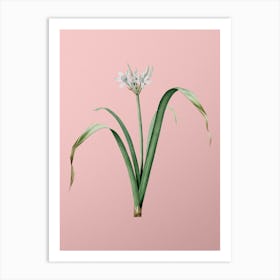 Vintage Small Flowered Pancratium Botanical on Soft Pink n.0249 Art Print