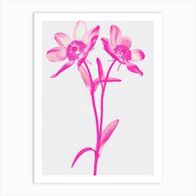 Hot Pink Edelweiss 2 Art Print