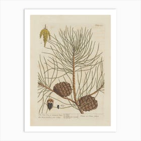 Pine Cones 4 Art Print