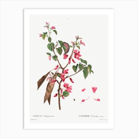 Judas Tree, Pierre Joseph Redoute Art Print