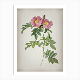 Vintage Shining Rosa Lucida Botanical on Parchment n.0873 Art Print