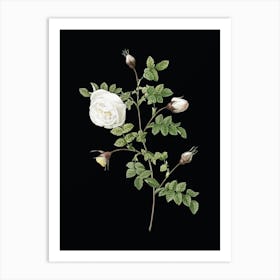 Vintage Silver Flowered Hispid Rose Botanical Illustration on Solid Black Art Print