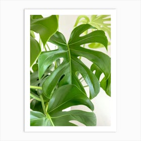 Monstera Art Print